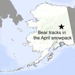 This map shows the location of bear tracks. (Courtesy Image / Ned Rozell)