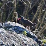 Black oystercatcher bird strolling along the beach. This photo was taken at Sunshine Cove on May 6. (Courtesy Photo / Juliet Harrison)