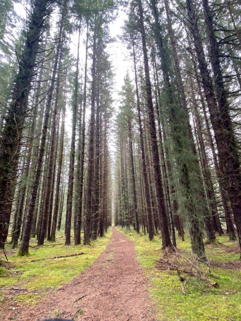 The cathedral walkway at the Boy Scout Camp on April 29. (Courtesy Photo / Denise Carroll)