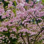 A profusion of cherry blossoms on Channel Heights. (Courtesy Photo / Denise Carroll)
