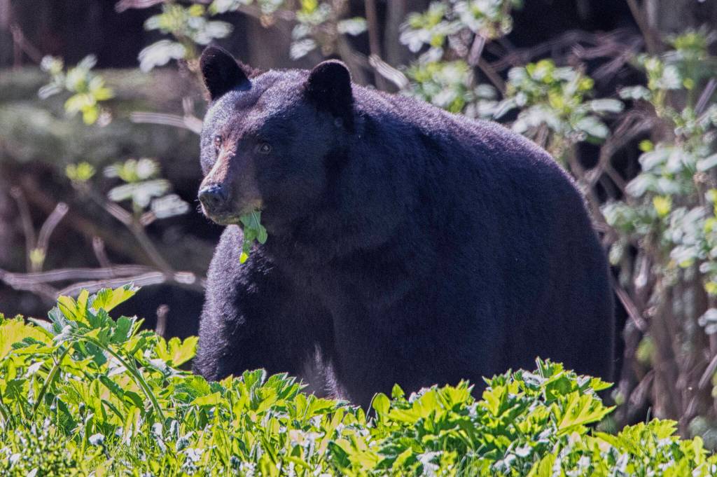 A large black bear at Spring feeding Out the Road. (Courtesy Photo / Kenneth Gill, gillfoto)