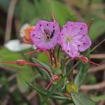 Bog laurel flowers with stamens sprung out from petals by foraging insects. (Courtesy Photo / Bob Armstrong)