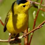 A male Wilsons warbler shows his distinctive black cap. (Courtesy photo / Helen Unruh)
