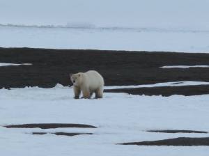 A polar bear feeds near a pile of whale bones north of Utqiaġvik. (Courtesy Photo /Ned Rozell)