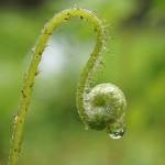 Raindrop clings to unfurled fern Saturday at Prince of Wales Island. (Courtesy Photo / Marti Crutcher)