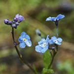 Raindrops collect on a cluster of forget-me-nots Saturday at Prince of Wales Island. (Courtesy Photo / Marti Crutcher)
