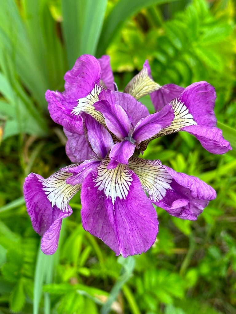 Wildflowers on the Point Bridget Trail on June 24. (Photo by Deana Barajas)