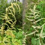 Female goatsbeard flowers, left, are less conspicuous, so the inflorescence is less decorative. Male goatsbeard flowers, right, have visible stamens and slightly larger petals than females, making the inflorescence showy. (Photos by Mary F. Willson)