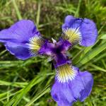 Wild iris abound in Cowee Meadows on June 19. (Photo by Denise Carroll)