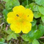 A tiny visitor on a large leaf avens heading up Dan Moller Trail on June 28. (Photo by Denise Carroll)