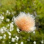 An Alaska cotton along the Horse Tram Trail on July 8. (Photo by Deana Barajas)