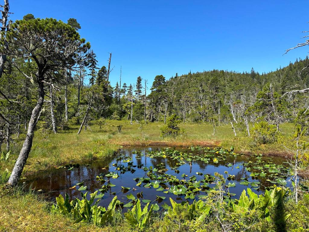 A lily pond along the Horse Tram Trail on July 8. (Photo by Deana Barajas)