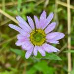 An Aster sprinkled with raindrops along the Herbert Glacier Trail on June 30. (Photo by Denise Cartoll)
