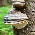 Bear bread along the Tolch Rock Trail on July 15. (Photo by Deana Barajas)