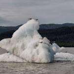 Arctic Terns perch on a recent iceberg from the Mendenhall Glacier on July 14. (Courtesy Photo / Kenneth Gill, gillfoto)