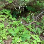 Sweet-cicely (Osmorhiza) displays its maturing seeds and bears a foam shelter of a spittlebug. (Photo by Mary F. Willson)