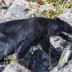 A young black bear carries away a chum salmon at Salt Chuck near the Amalga boat ramp on July 20. (Courtesy Photo / Kenneth Gill, gillfoto)