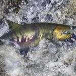 A chum salmon heads up Salt Chuck at Peterson Creek on July 20. (Courtesy Photo / Kenneth Gill, gillfoto)