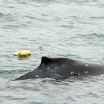 Foam floats trails alongside an entangled humpback whale calf near Juneau on July 17. (John Moran/NOAA Fisheries)