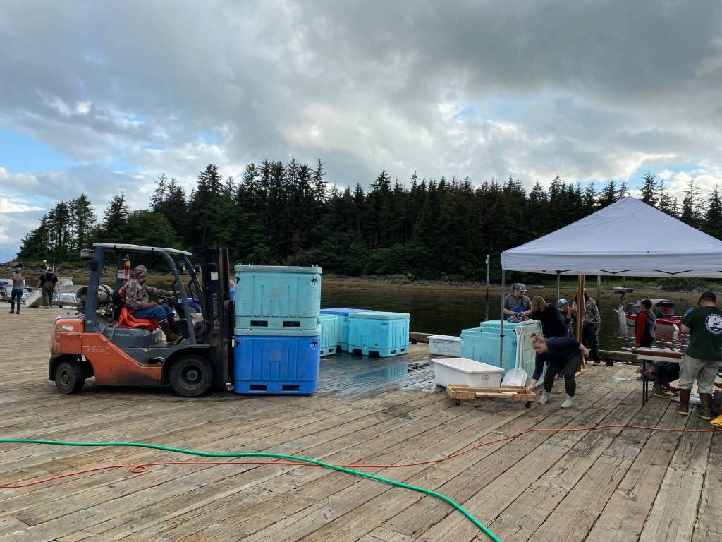 Omar Saucedo, an employee of Alaska Seafood Co., moves two full fish totes at the Auke Nu Cove station on Sunday, while Alysha Reeves, the events dock chair, moves the rolling cart and Adam Lake, a technician with the Alaska Department of Fish and Game, takes samples. (Meredith Jordan / Juneau Empire)