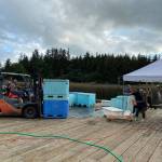 Omar Saucedo, an employee of Alaska Seafood Co., moves two full fish totes at the Auke Nu Cove station on Sunday, while Alysha Reeves, the events dock chair, moves the rolling cart and Adam Lake, a technician with the Alaska Department of Fish and Game, takes samples. (Meredith Jordan / Juneau Empire)