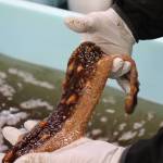 Meredith Jordan/ Juneau Empire
A manager at Alaska Glacier Seafood shows a filleted sea cucumber ready for further processing.