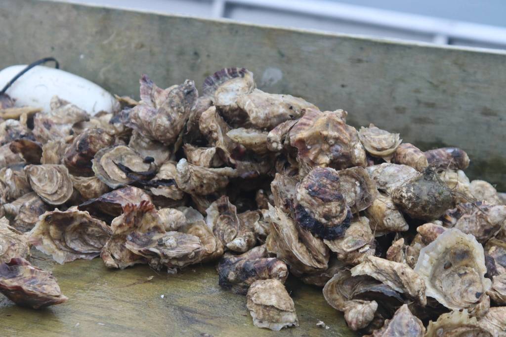 There are more than a million oysters in varying stages of development at the Salty Lady Seafood Co. farm. Meta Mesdag, who owns the company, said having a small farm allows for special care and attention to the shellfish, and ultimately, a tastier oyster. (Meredith Jordan/ Juneau Empire)