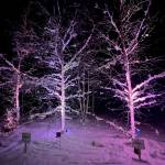 Three birch trees stand in a field at the University of Alaska Fairbanks during a recent celebration for three scientists killed in a helicopter crash in July. From left, the trees honor Tori Moore, Ronnie Daanen and Justin Germann. (Photo by Alyssa Enriquez)