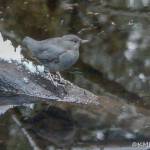 An American dipper perches beside a clear, cold creek. (Photo by Kerry Howard)
