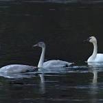 A family of trumpeter swans on Auke Lake on Jan. 6. (Photo by Jos Bakker)
