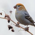 A pine grosbeak munches on some old berries. (Photo by Kerry Howard)
