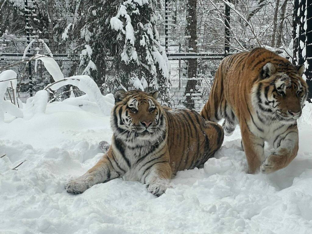 A Siberian tiger walks in the wilds of Siberia. (Remote camera photo courtesy of the Ministry of the Russian Federation for the Development of the Far East and Arctic)