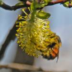 A bumblebee visits a willow catkin. (Photo by Bob Armstrong)