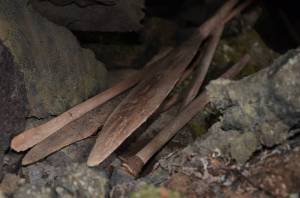 Kayak paddles and a spear tipped with a sharpened rock lie in a volcanic cave on the Seward Peninsula in 2010. (Photo by Ben Jones)