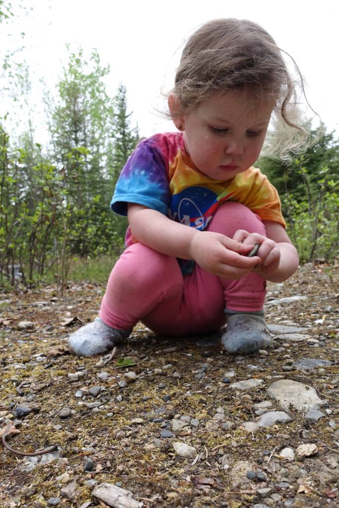 Violet Bulger, 2, collects rocks as she accompanies her mother on a science exploration on the UAF campus May 22, 2024. (Photo by Ned Rozell)