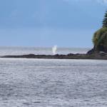 A humpback whale spouts in Angoon. (Jasz Garrett / Juneau Empire)