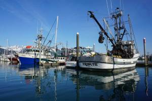 Commercial fishing boats are lined up at the dock at Sewards harbor on June 22. Federal grants totaling a bit over $5 million have been awarded to the Alaska Seafood Marketing Institute to help Alaskans sell more fish to more diverse groups of consumers. (Yereth Rosen/Alaska Beacon)