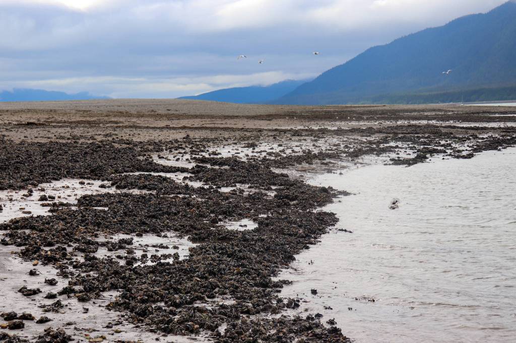 A shellfish and cockle bed is seen in Thane on Monday. The Thane Neighborhood Association wants to ensure the protection of the area from mining. (Jasz Garrett / Juneau Empire)