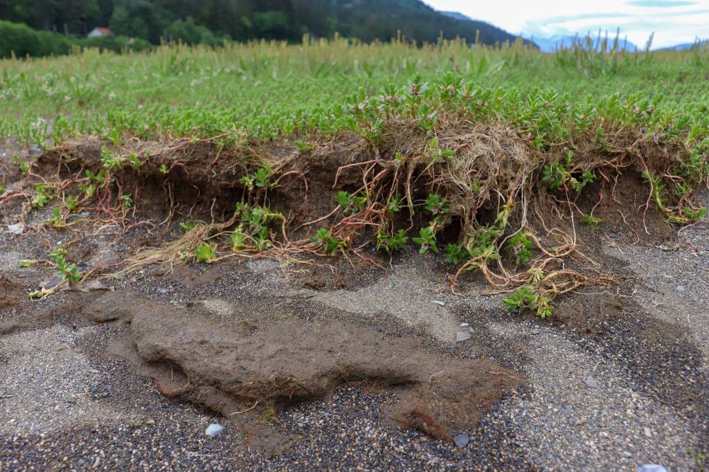 Chris Prussing points out what she says is erosion from dredging near regrowing vegetation on the Sheep Creek Delta. (Jasz Garrett / Juneau Empire)