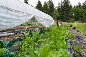 In 2024, the work of the Lynn Canal Food Web expanded into an additional community garden located in Deishú Haines using plants and seeds from the Victory Garden at Xunti Áa Mosquito Lake. Pictured, Erika Merklin and Liz Landes tend to the Henderson field property. Landes is funded to manage site development for the year through an additional USDA Southeast Alaska Sustainability mini-grant made available by Southeast Conference demonstrating how USDA funding continues to develop new leadership in local communities. (Photo by Shaelene Grace Moler)