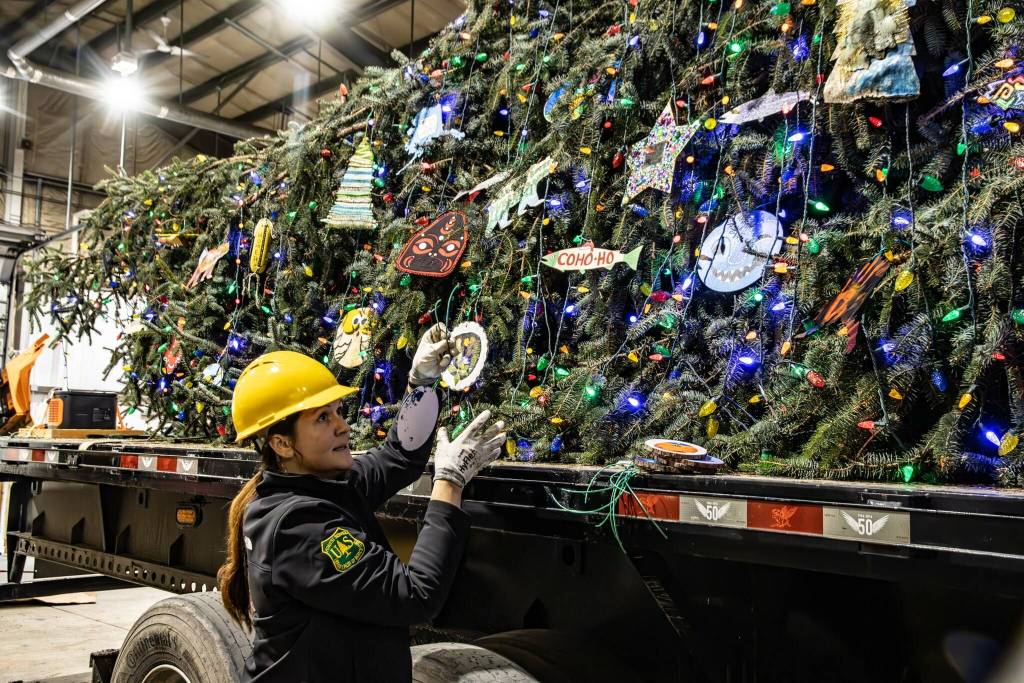 U.S. Forest Service Ranger Ranger Meg Chamberlain puts decorations on the U.S. Capitol Christmas Tree, which made a multiweek journey from Wrangell to Washington, D.C., that concluded Wednesday. (U.S. Capitol Christmas Tree photo)