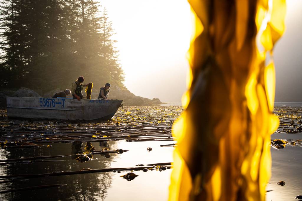 Barnacle Foods harvests wild bull kelp in Southeast Alaska in 2020. (Photo by Bethany Goodrich)