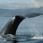 A sperm whale dives in this undated photo. (Photo by Brenda Rone/NOAA Alaska Fisheries Science Center)