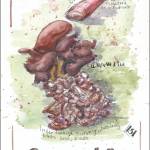 (Illustration by Stephanie Harold)