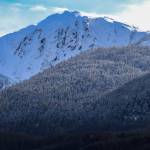 Trees in the Tongass National Forest are dusted by snow on Thursday, March 13, 2025. (Jasz Garrett / Juneau Empire)