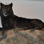 Romeo the black wolf exhibit inside the Mendenhall Glacier Visitor Center in 2017. (Photo by Laurie Craig)