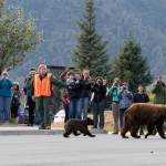 Mendenhall Glacier U.S. Forest Service park ranger Melissa Baechle, wearing a safety vest, manages visitors and bears in 2016 as a mother bear and cub cross the road. (Photo courtesy Jos Bakker)