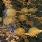 Freshwater bryozoans in Auke Lake make gelatinous round colonies. (Photo by KM Hocker)