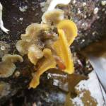 An Alaska marine bryozoan, showing the contrast of colony shapes. (Photo by Aaron Baldwin)