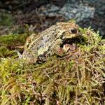 Western toads are terrestrial except during the spring mating season. (Photo by Deana Barajas)